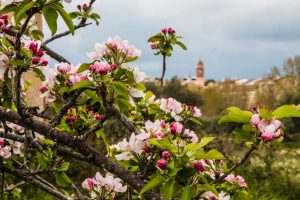 Alborache - Almendro en flor